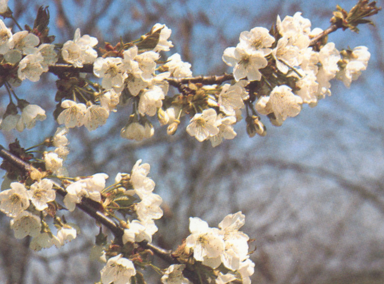 Cvijet trešnje vjekovima je popularan u Japanu