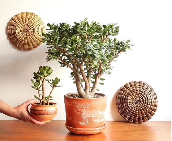 Feng Shui Ove Tri Egzoticne Biljke Privuci Ce Novac Bogatstvo I Prosperitet U Vas Zivot Novi List
