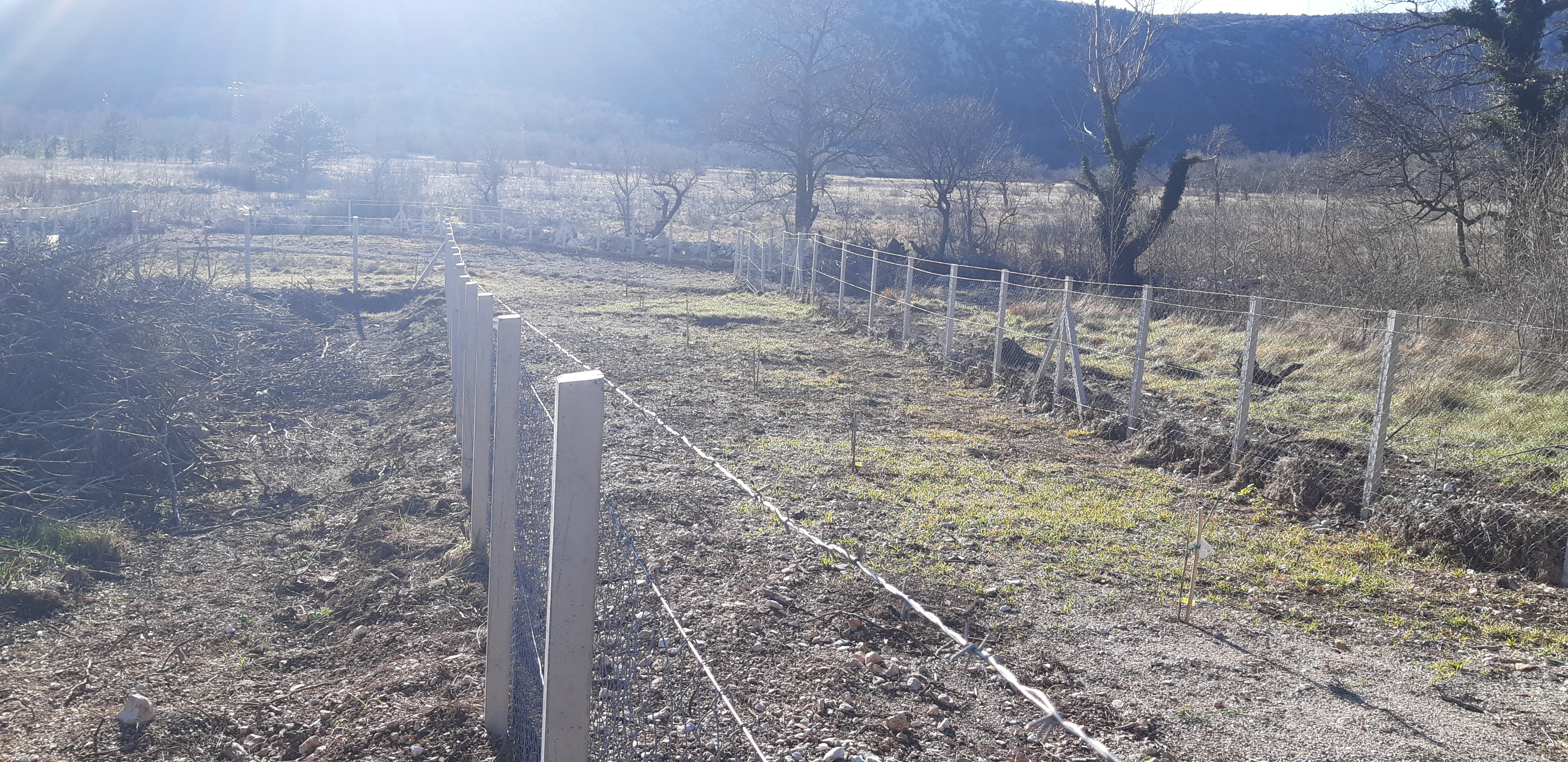 Plodovi Vinodola, snimila Nataša CAR