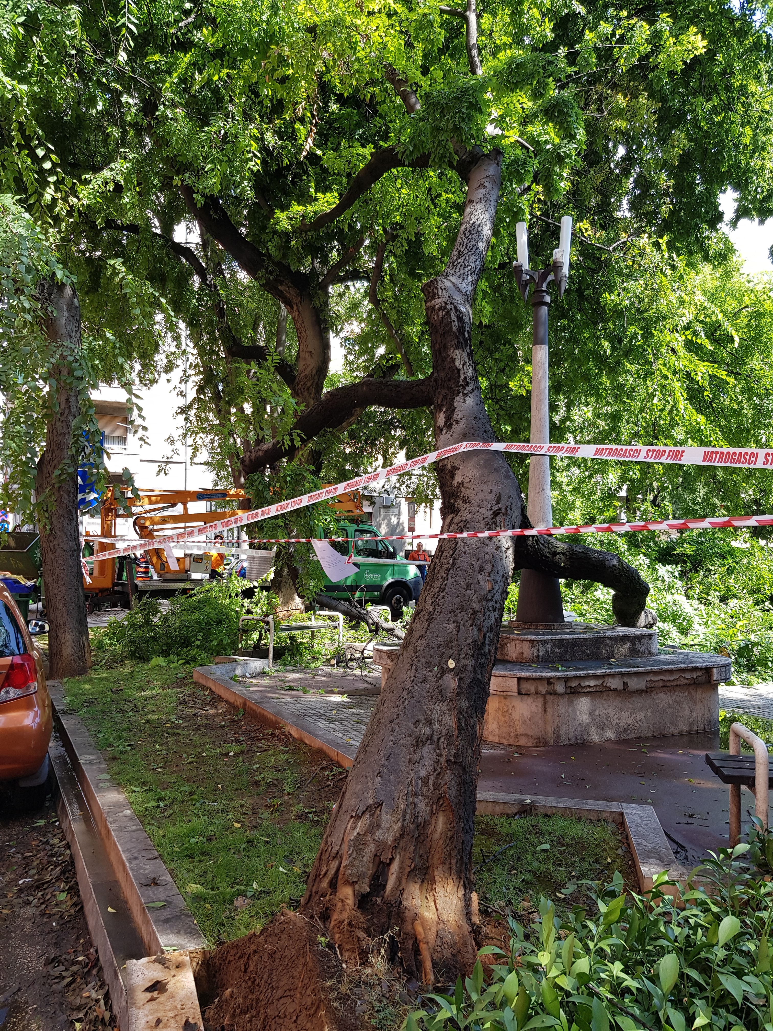 srušeno stablo u Parku dr. Vinka Frančiškovića / Snimio Marko GRACIN