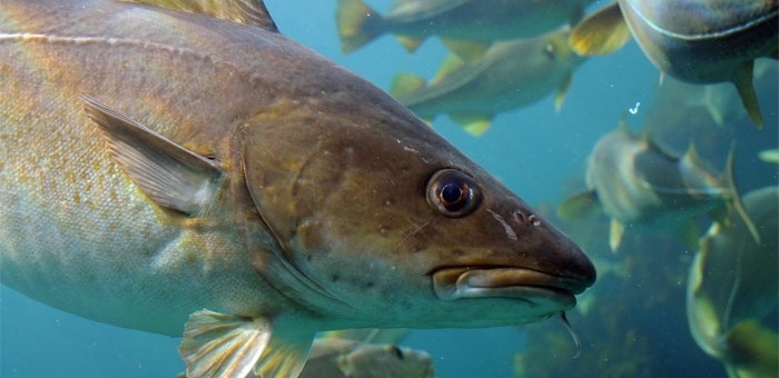Bakalar je riba iz porodice Gadidae koja živi u hladnim morima
