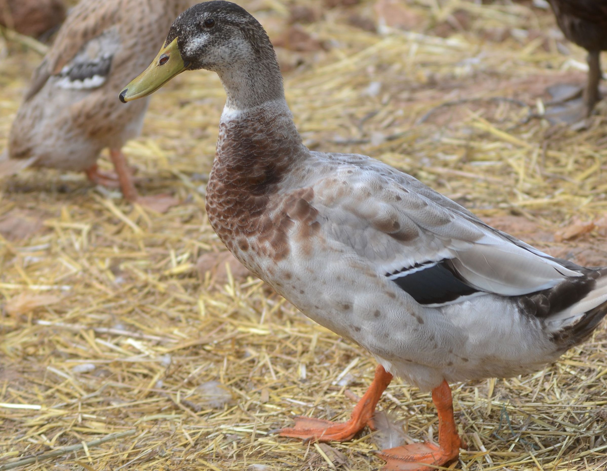 Matija ima patke i vrlo korisne indijske patke trkačice