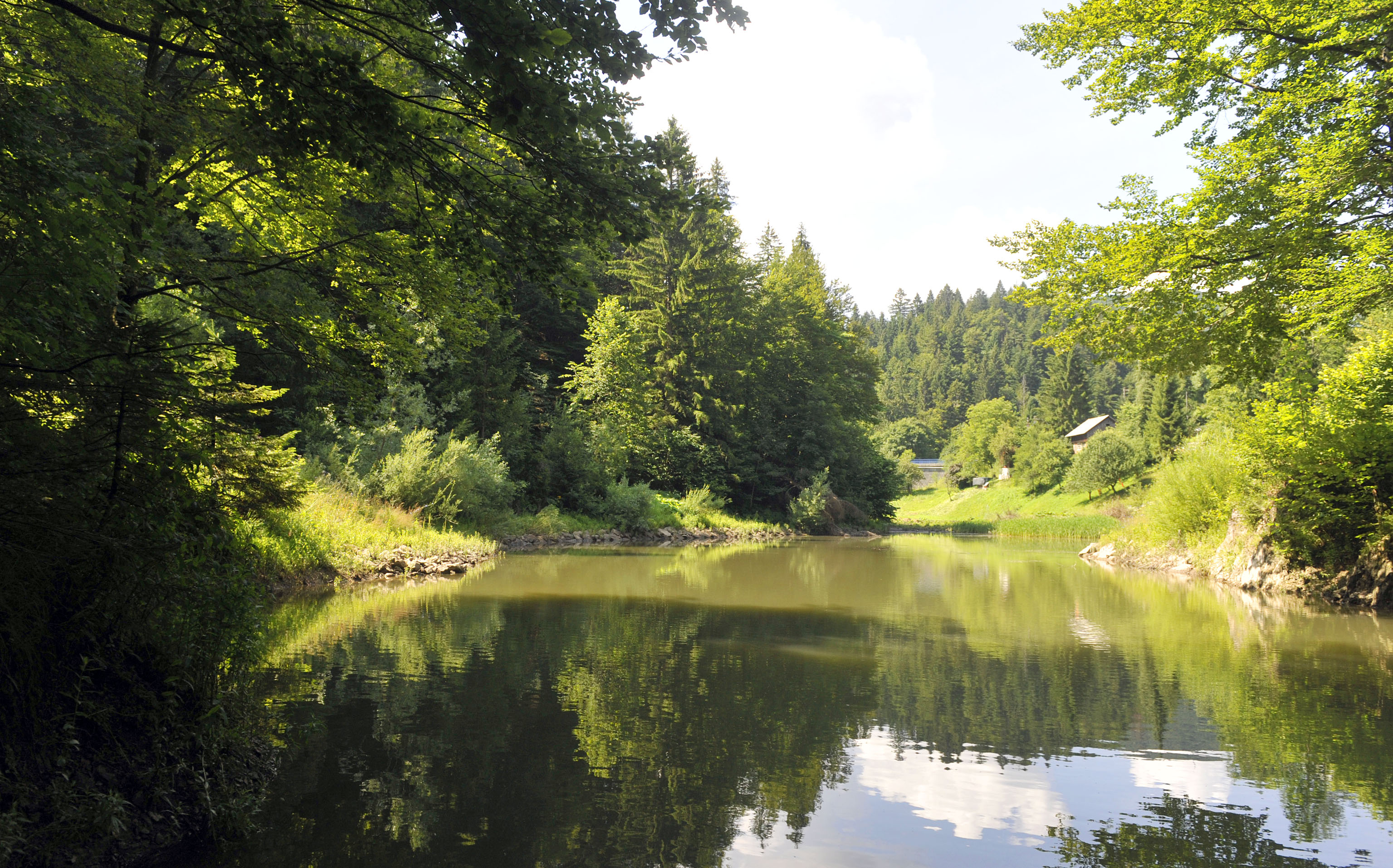 Šumsko ogledalo