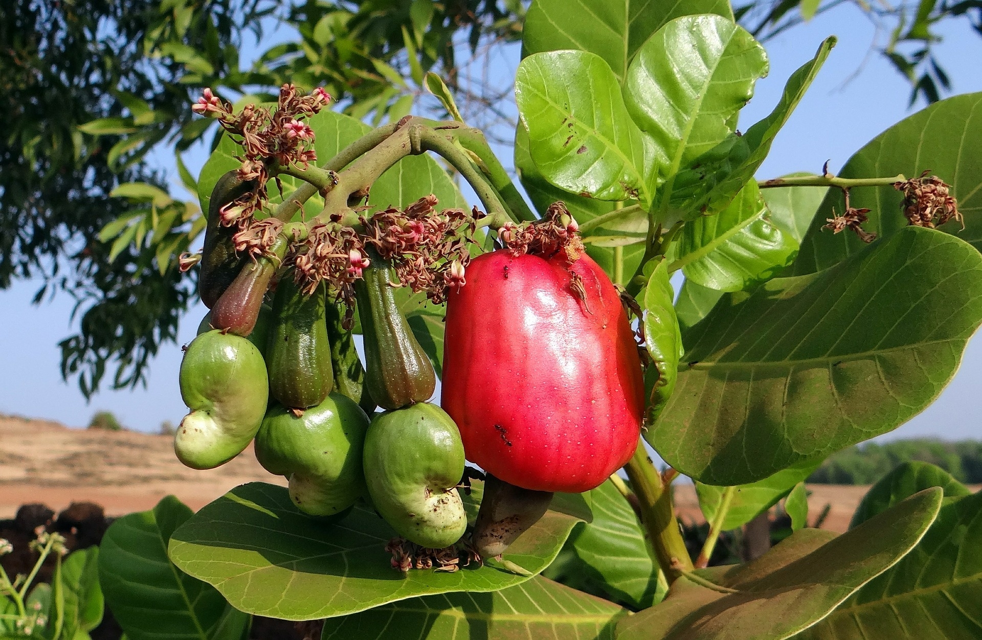 Cashew jabuka potječe iz Brazila / Foto Pixabay