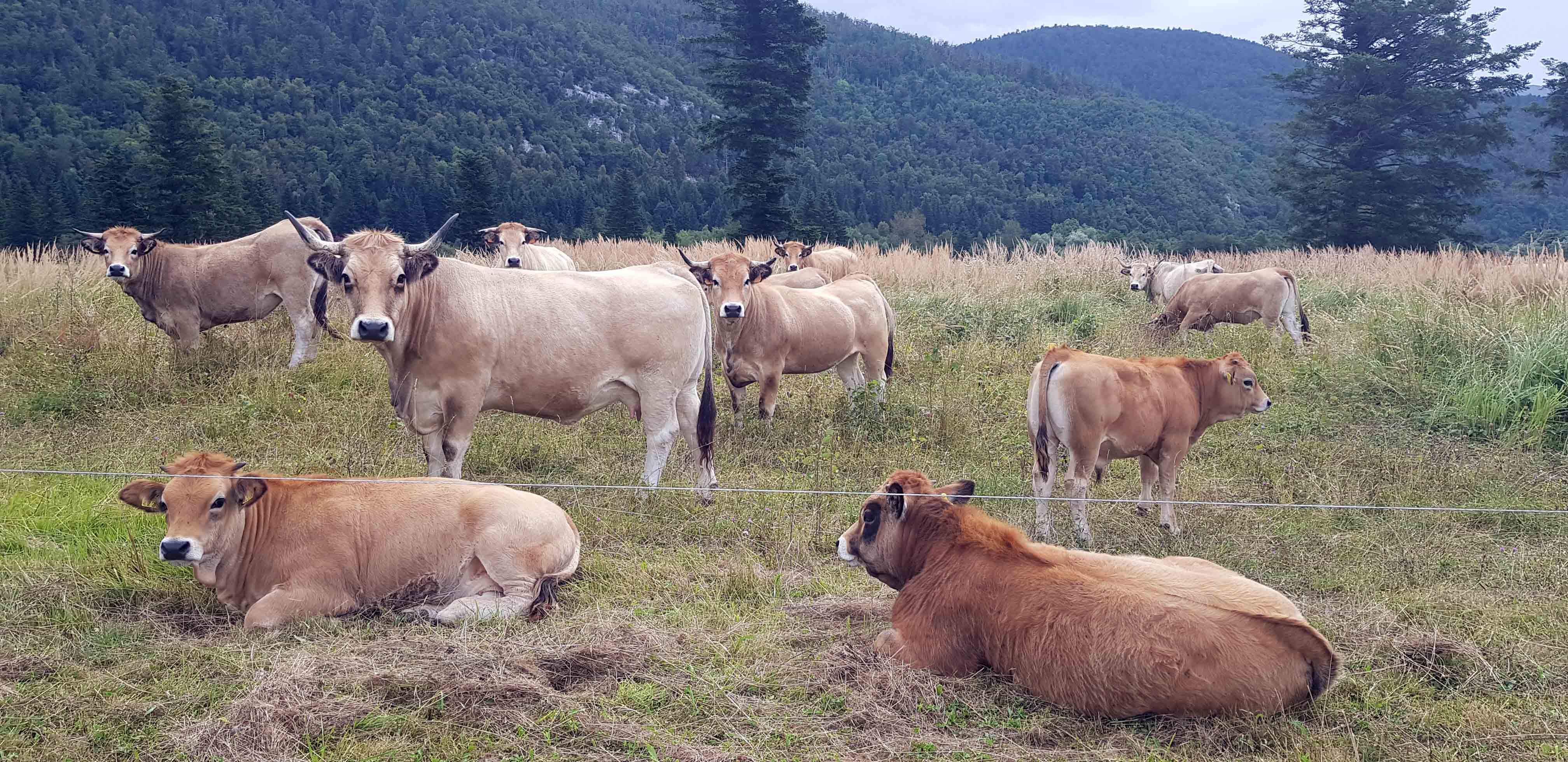 Farma Vitek poznata je po uzgoju teladi na Ličkom polju / Snimio Marinko KRMPOTIĆ