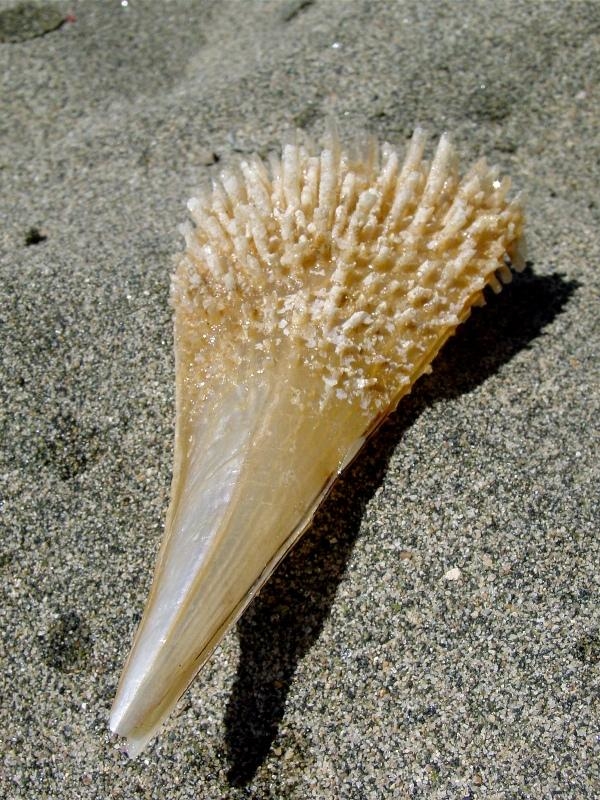 Periska je najveći školjkaš Jadranskog mora prosječne veličine između 30 i 50 centimetara