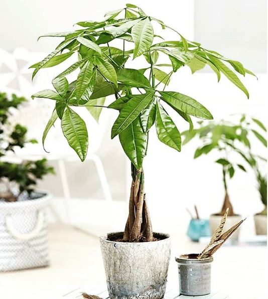 Feng Shui Ove Tri Egzoticne Biljke Privuci Ce Novac Bogatstvo I Prosperitet U Vas Zivot Novi List