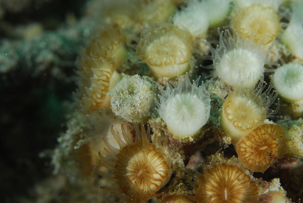 Izbjeljivanje (»bleaching«) koralja kod kojeg polip gubi simbiontske zooksantele, postaje proziran i najčešće ugiba