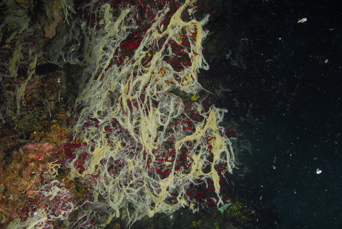Crvena gorgonija snimljena u creskom akvatoriju 2014. – kolonija je prekrivena algalnom sluzi prilikom cvjetanja mora u rano ljeto