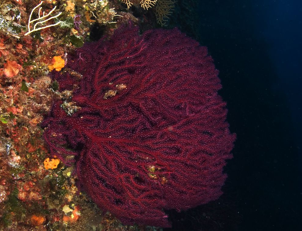 Lijepa zdrava kolonija Crvene gorgonije (Paramuricea clavata) snimljena u creskom akvatoriju 2012. godine