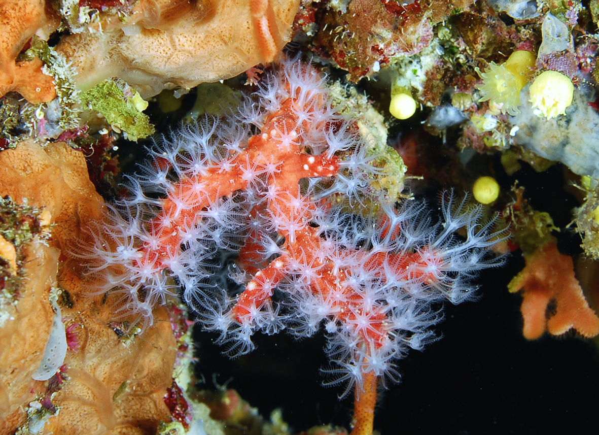 Crveni koralj Corallium rubrum je vrlo ugrožen ilegalnim vađenjem zbog izrade nakita, a danas je dodatno ugrožen i povećanjem temperature mora