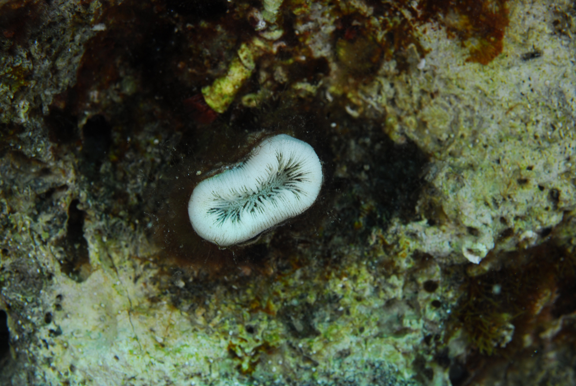 Skelet koralja Balanophyllia europaea koji je uginuo zbog visoke ljetne temperature mora