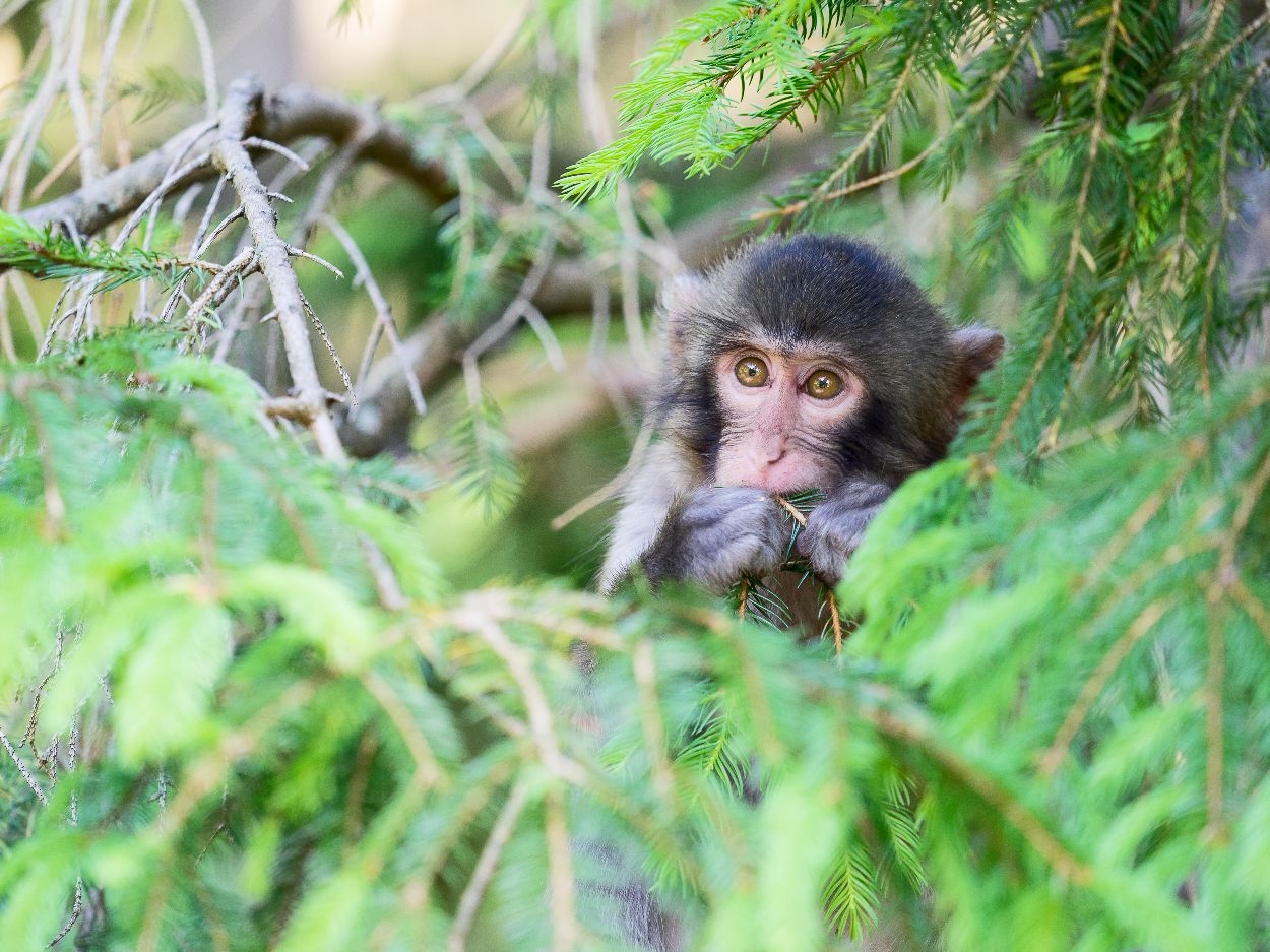 Foto Konstanze MEINDL