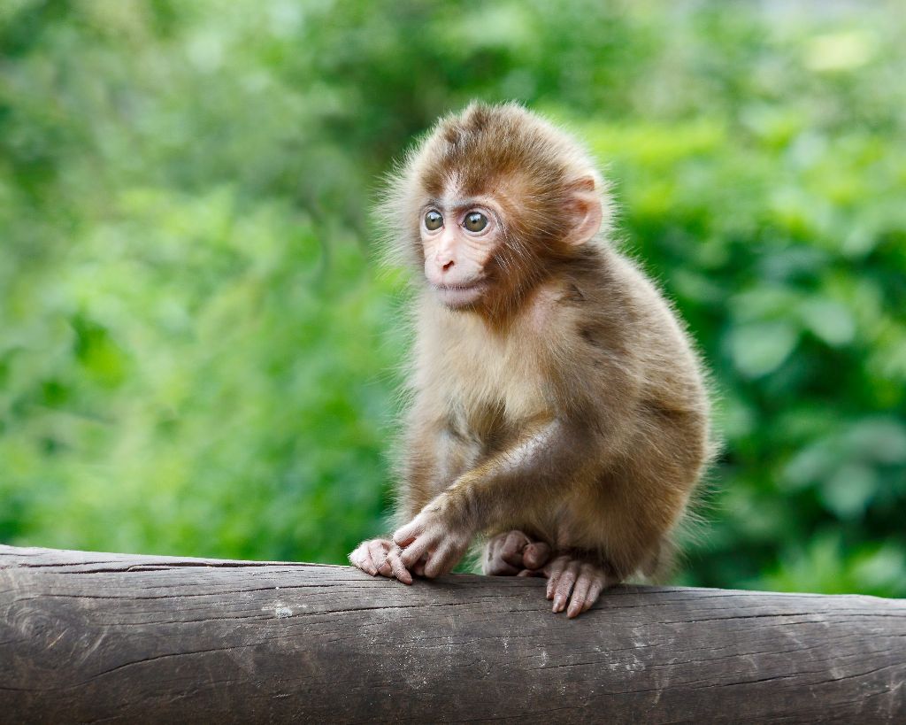 Foto Konstanze MEINDL