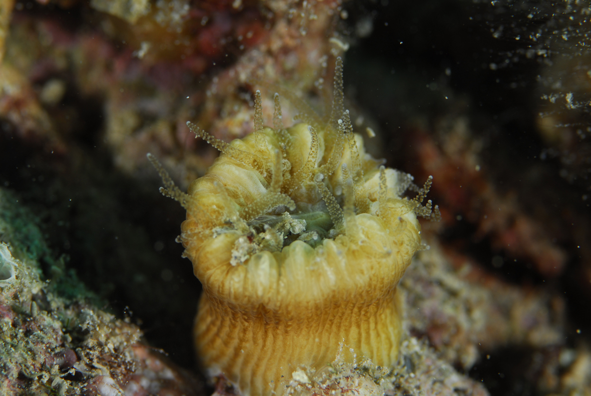 Kameni koralj Balanophyllia europaea koji živi u simbiozi sa zooksantelama