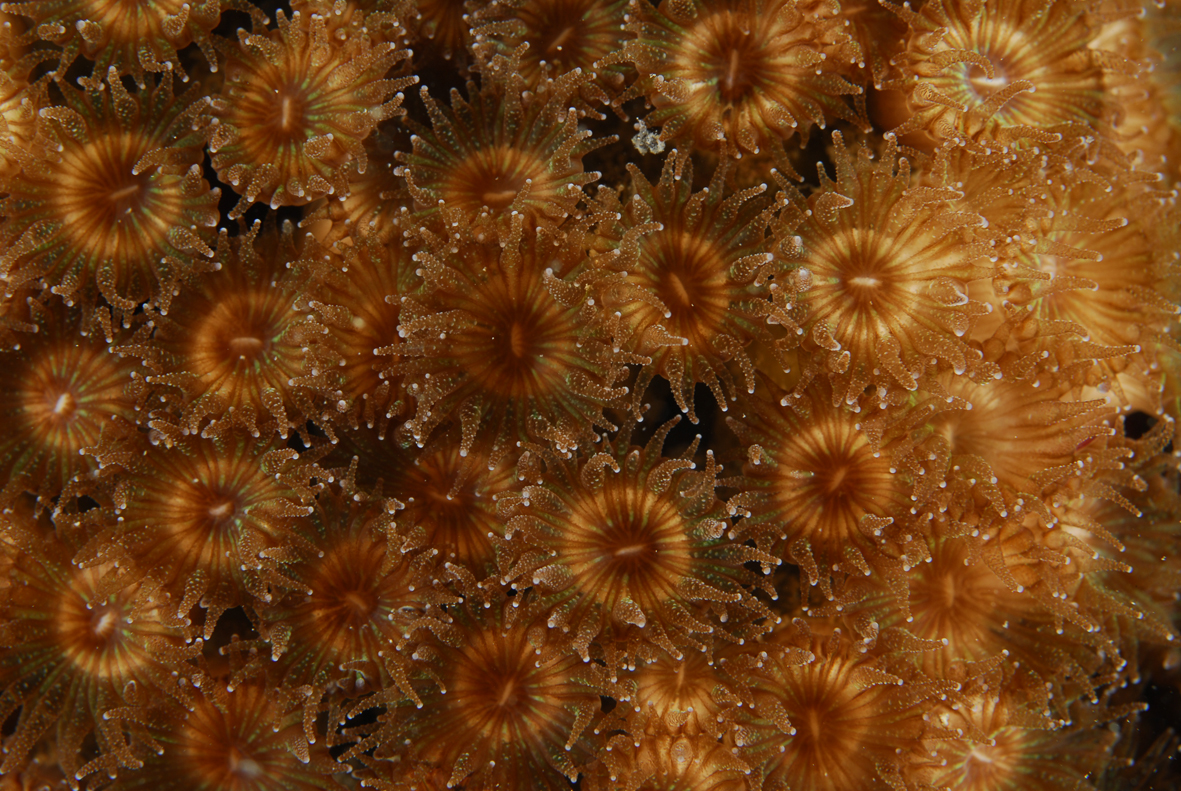 Zdravi polipi sa simbiontskim algama-zooksantelama kamenog koralja Cladocora caespitosa