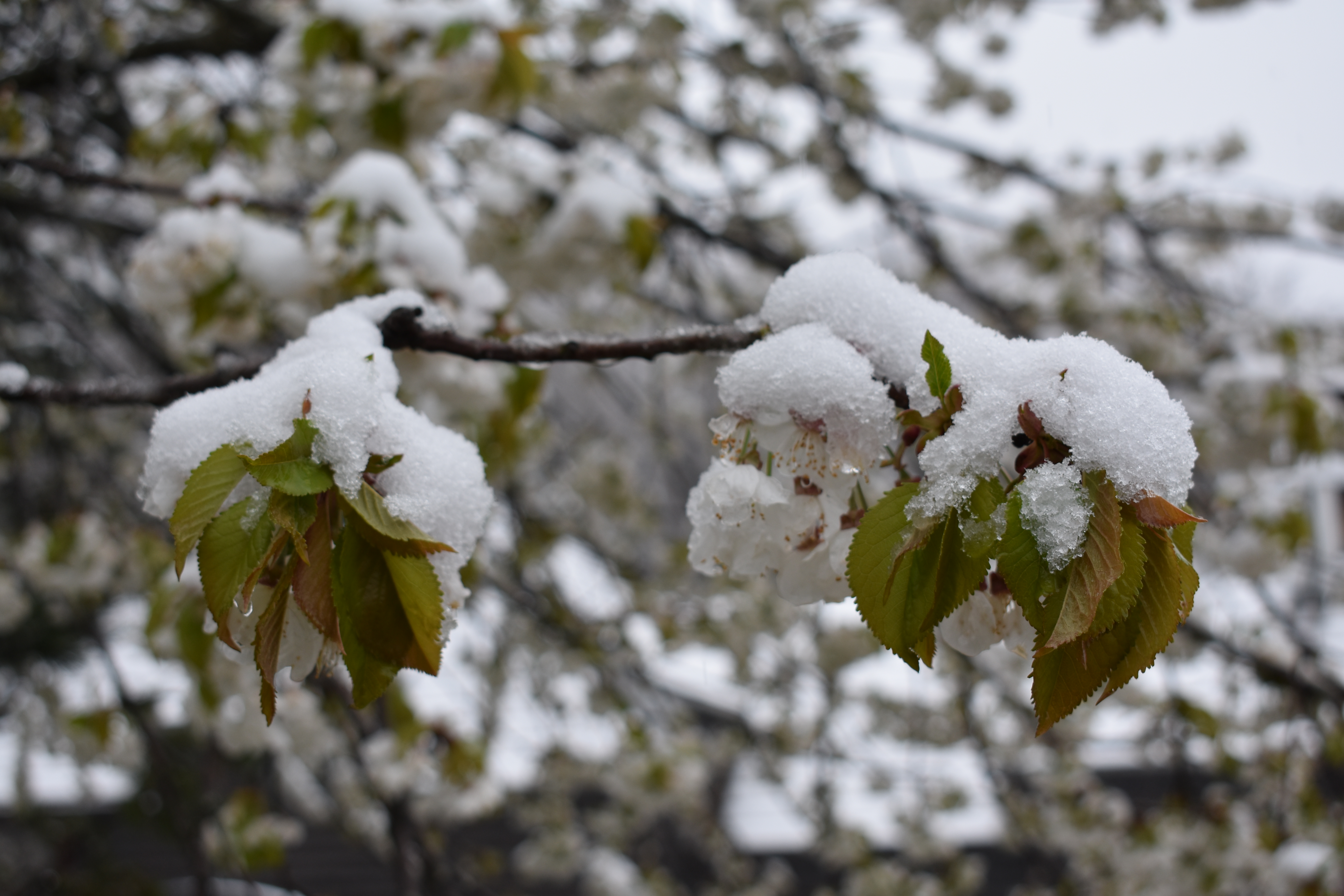Snijeg pokrio procvale voćke, snimio Marin SMOLČIĆ