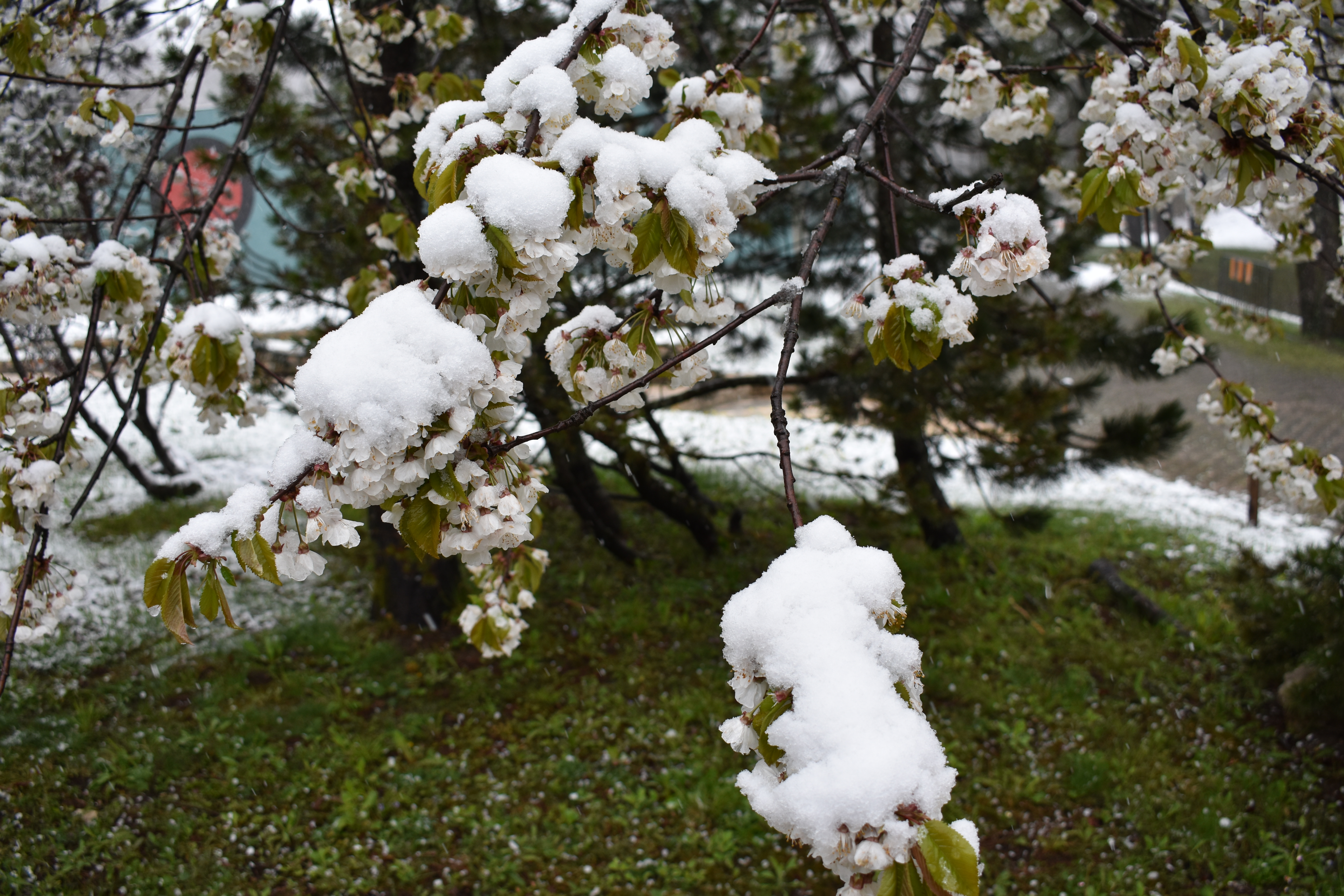Snijeg pokrio procvale voćke u Lici, snimio Marin SMOLČIĆ