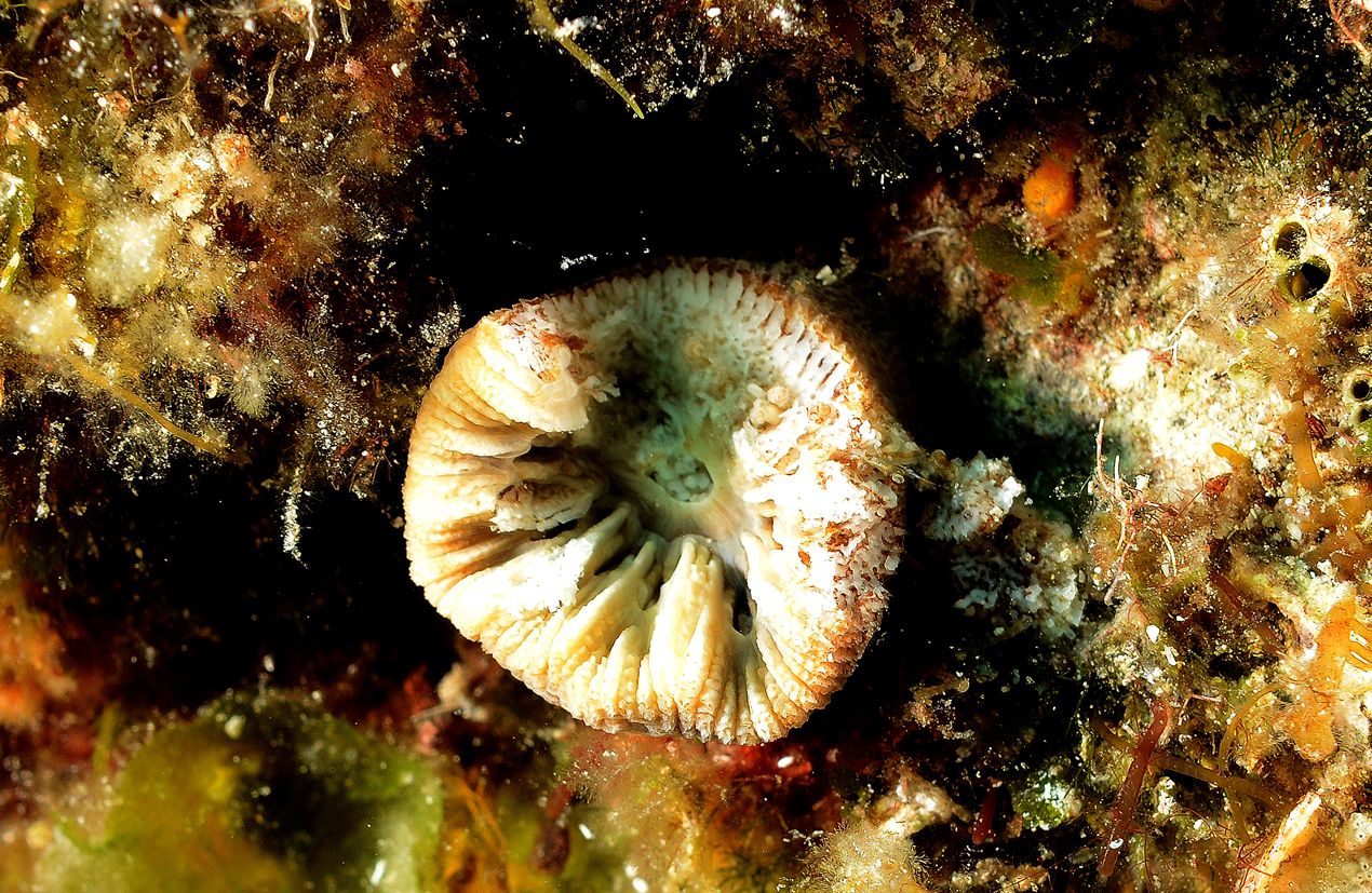 Oštećeni kameni koralj Balanophyllia europaea nakon ugriza ribe papigače