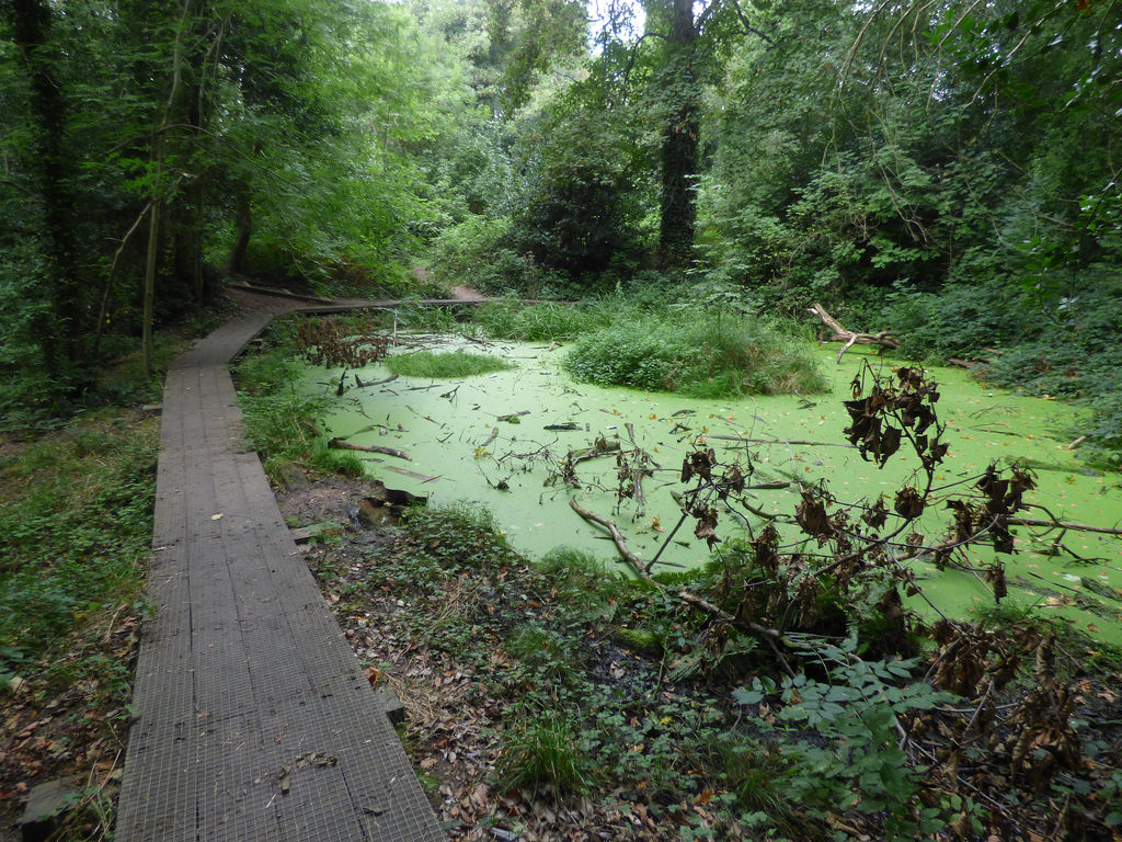 Moseley bog, Flickr