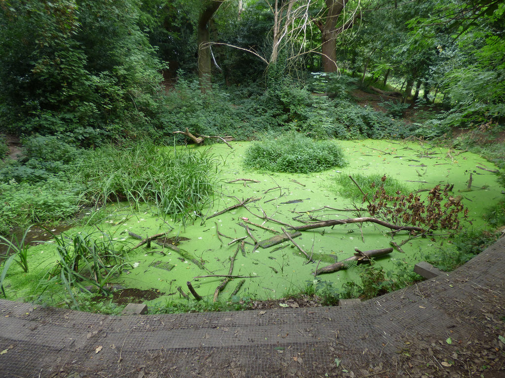 Moseley bog, Flickr