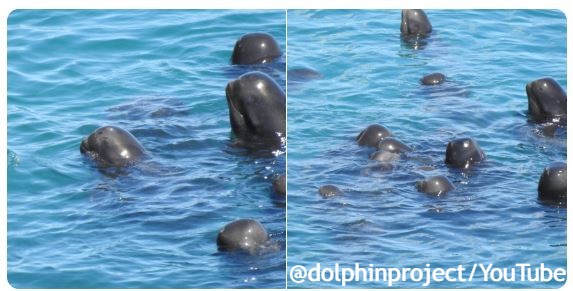 FOTO/Dolphin Project, YT Screenshot