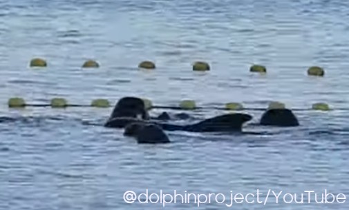 FOTO/Dolphin Project, YT Screenshot