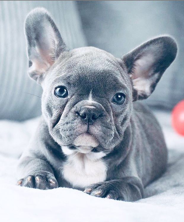 FOTO/itsybitsyfrenchies, Instagram