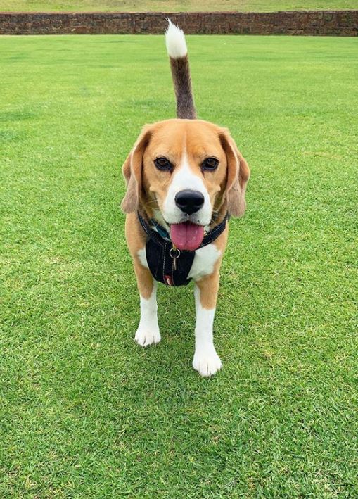 FOTO/ludotaylorthebeagle, Instagram