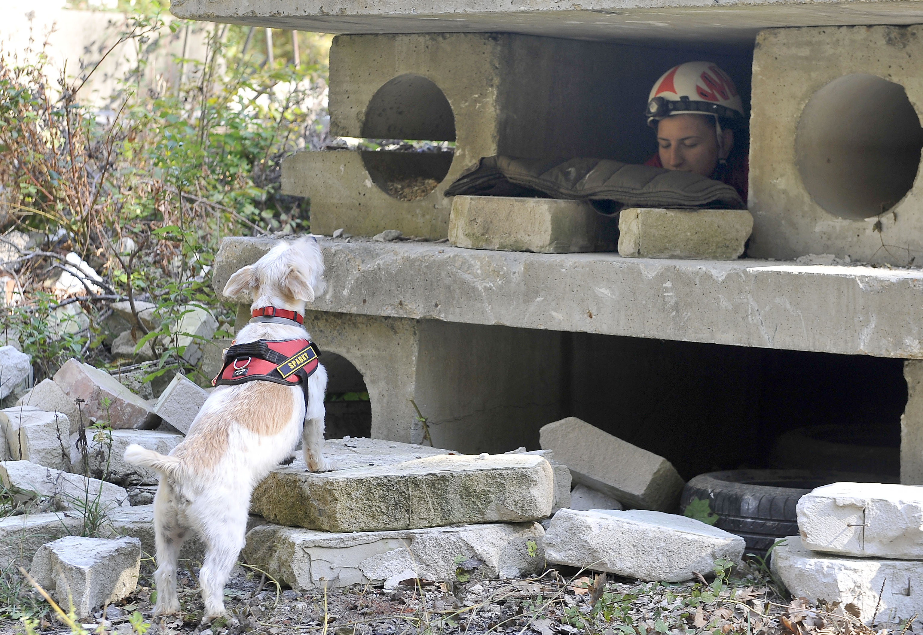 psi spasitelji, pas Sparky, DVD Kras Šapjane, vatrogasni tim K-9, snimio Vedran KARUZA