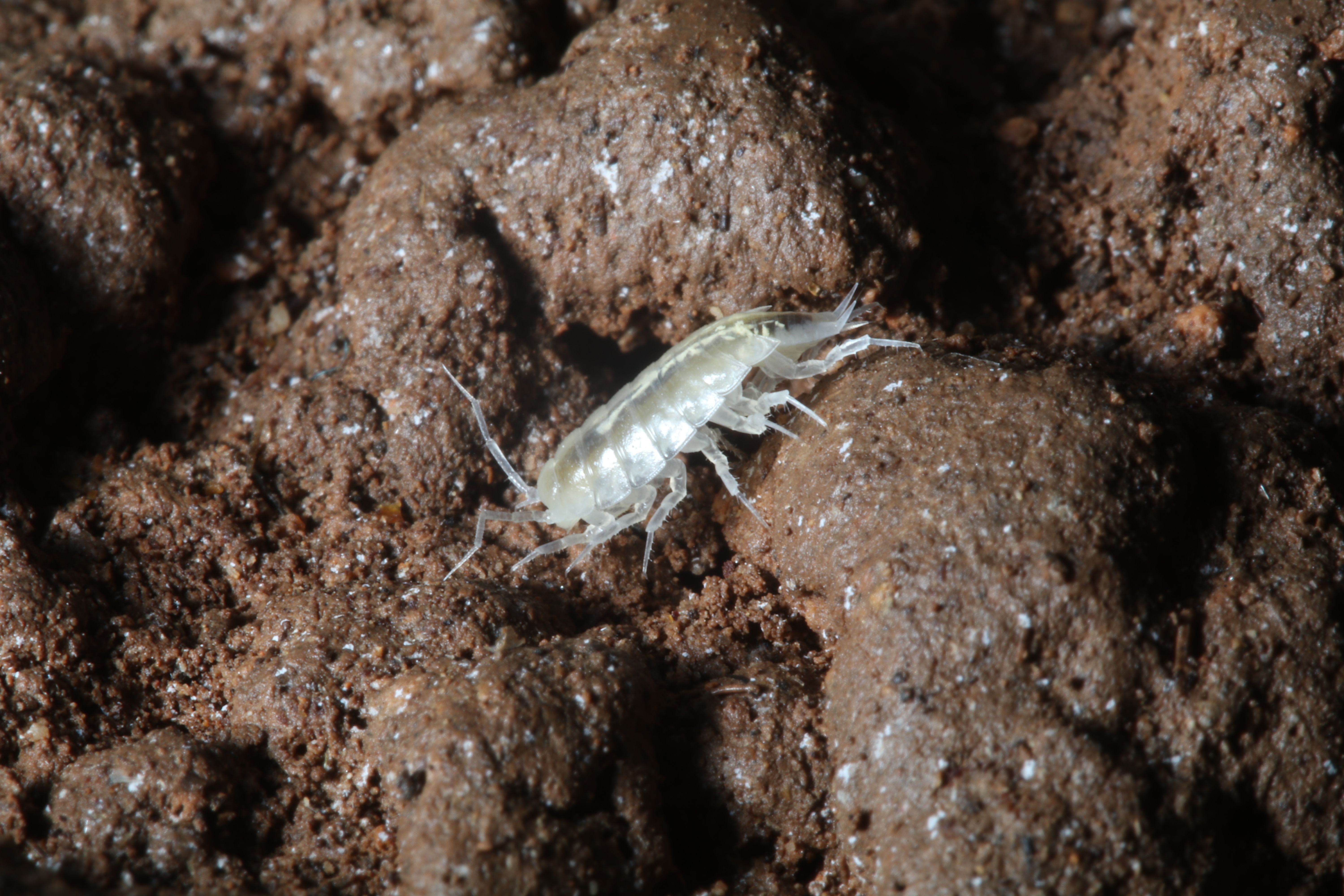 Jednakonožni rak (Isopoda) iz roda Alpioniscus nađen u špilji Drinova II / Foto J. BEDEK