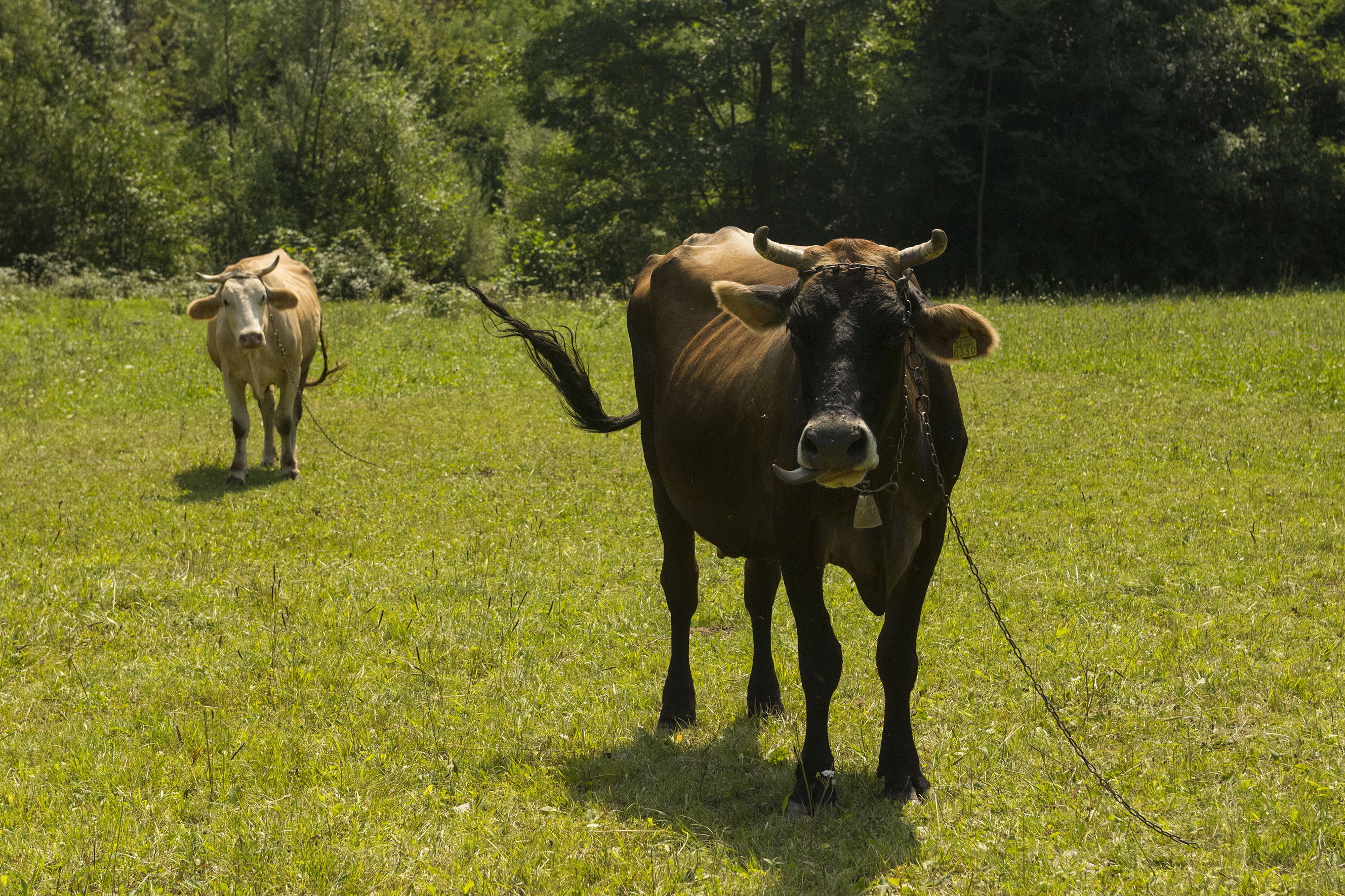 Krave u Zoretićima / Foto M. Aničić