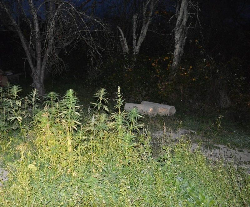 uzgoj marihuane, marihuana, indijska konoplja