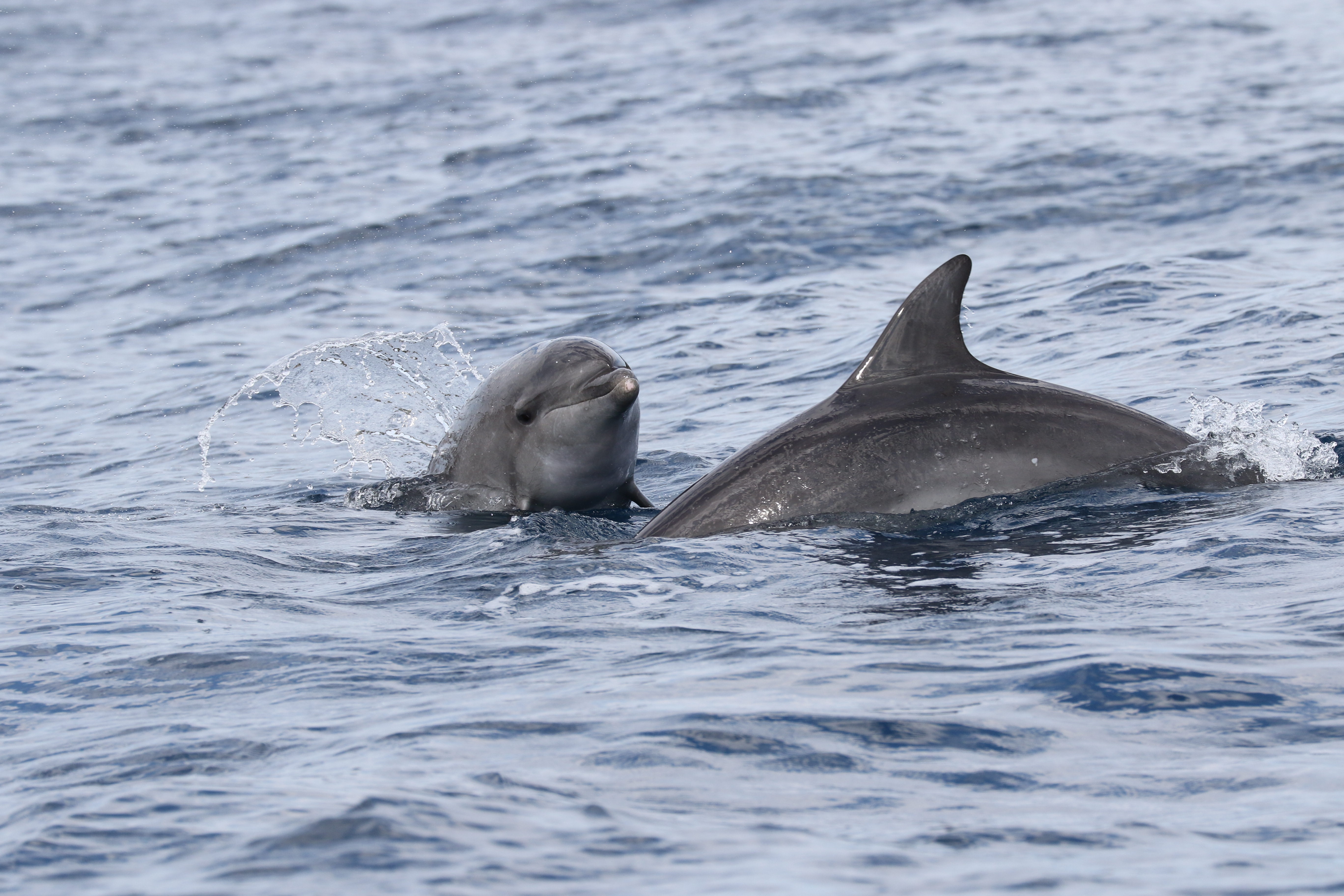 Mama dupin i mladunče