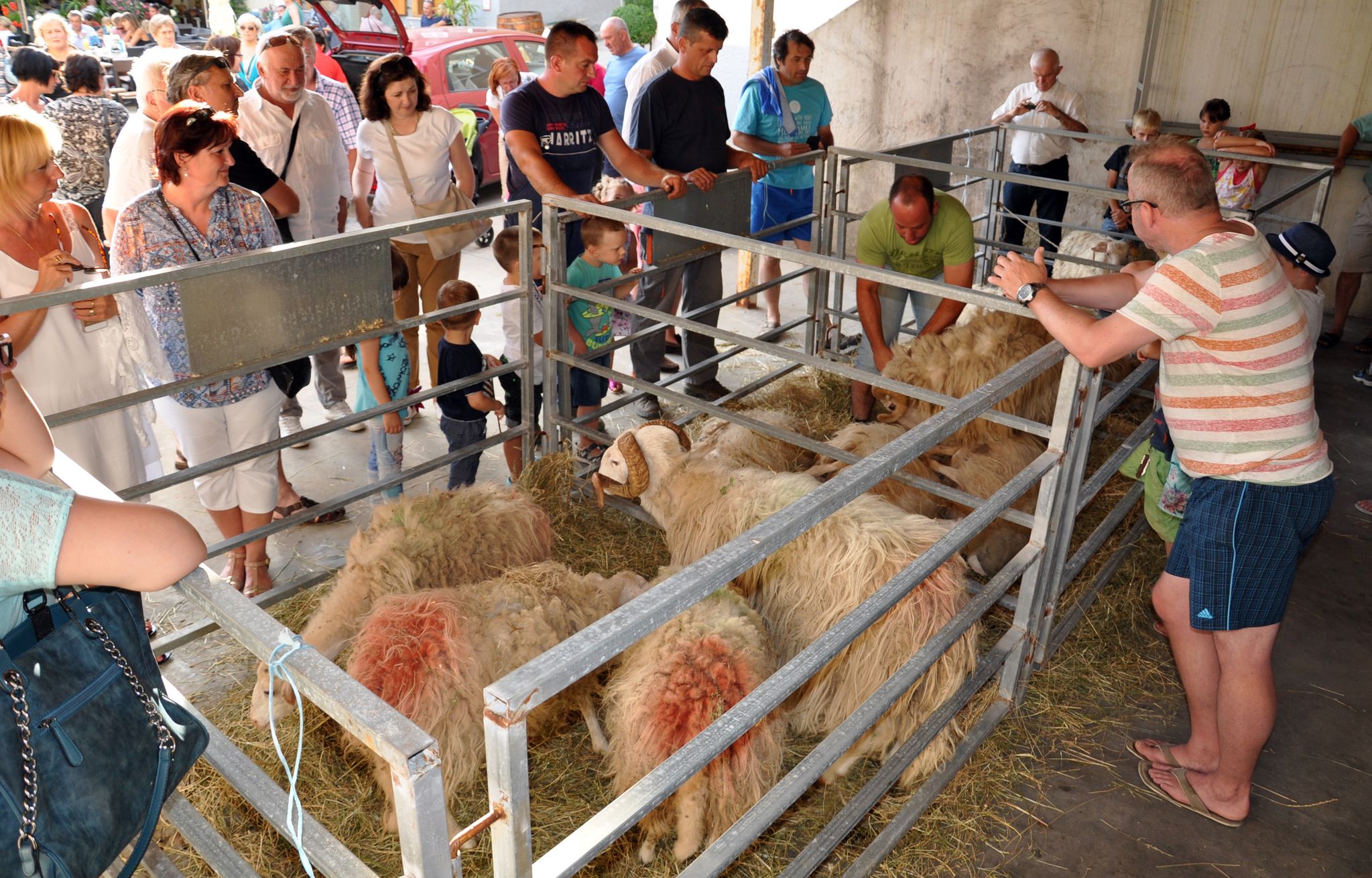 Drugu godinu zaredom, u sklopu Razgona u Vrbniku organizirana i Izložba krčke ovce, ali i natjecanje u njihovoj ručnoj striži