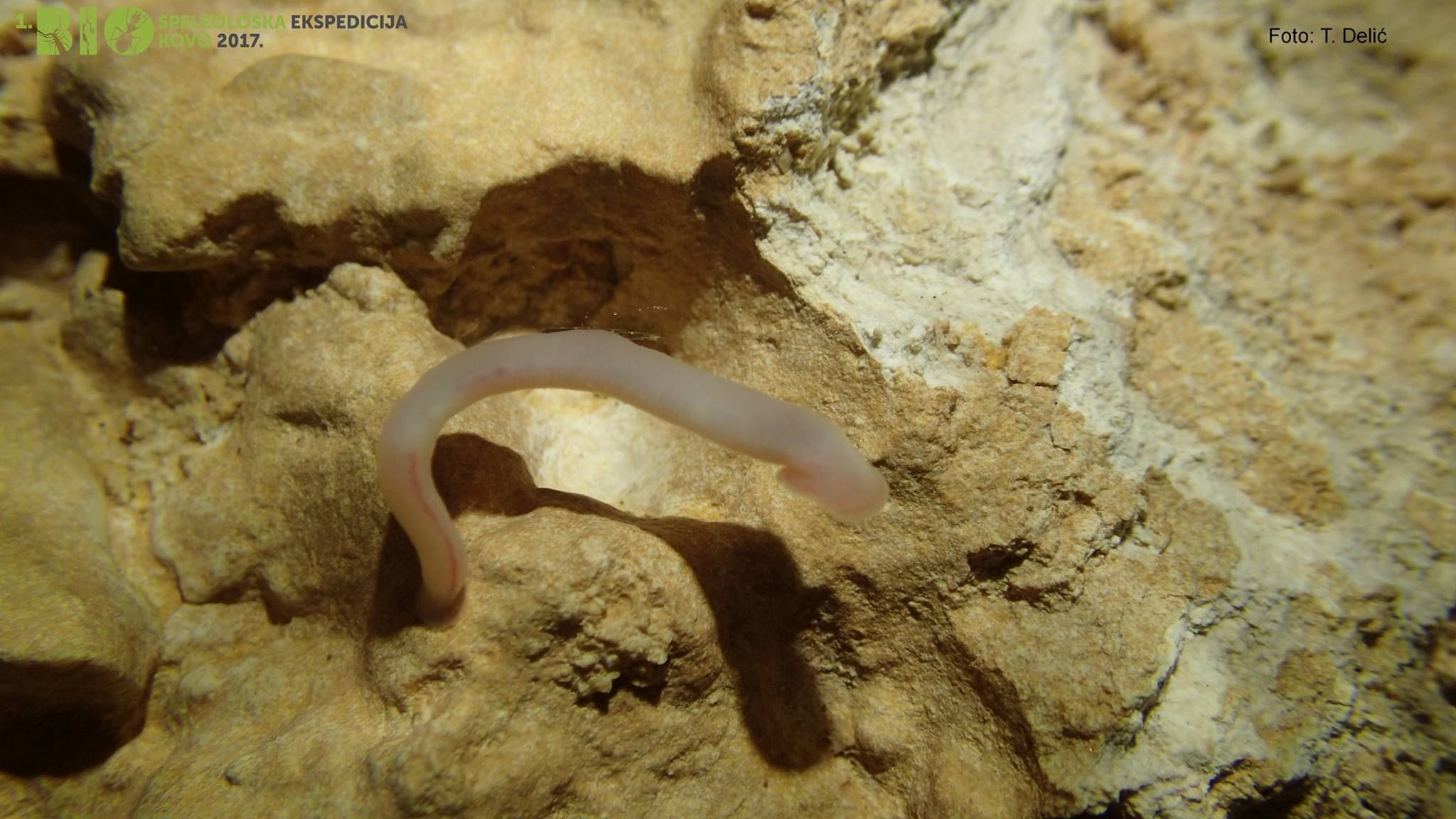 Nova vrsta pijavice iz jame Mokre noge / Foto Teo DELIĆ