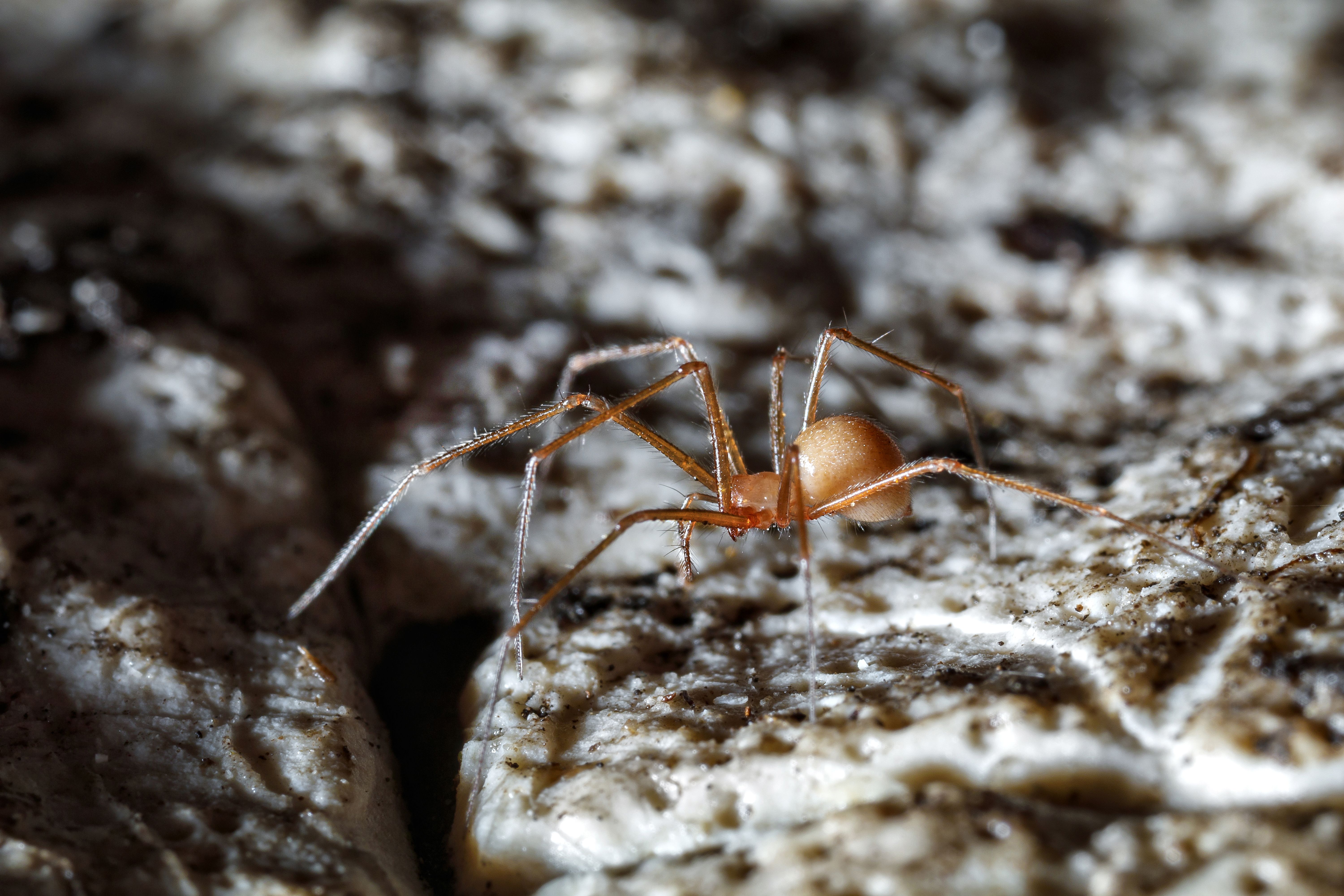 Nova vrsta pauka iz roda Troglohyphantes koju je opisala Martina Pavlek / Foto Martina PAVLEK