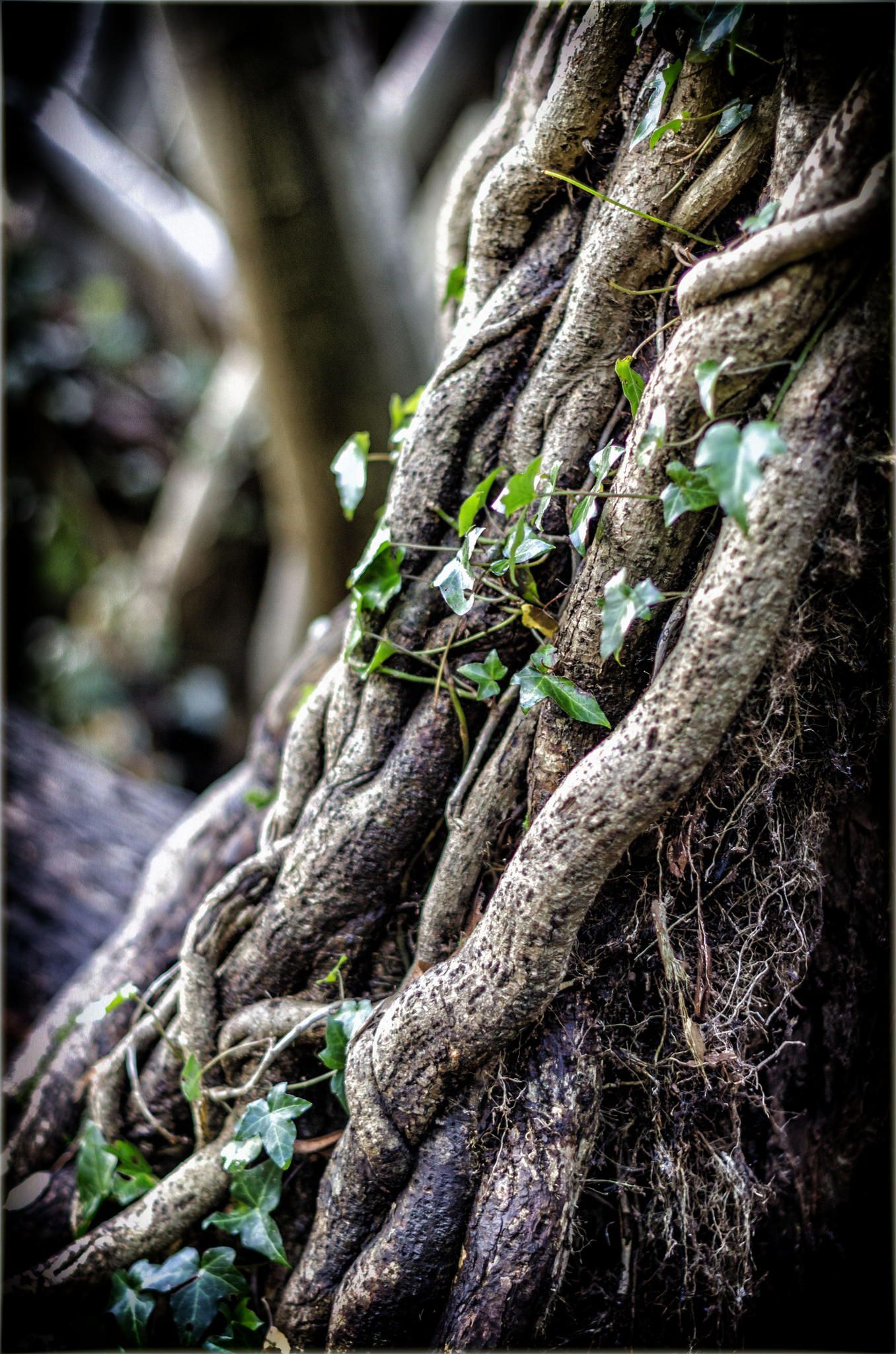 Moseley bog, Flickr