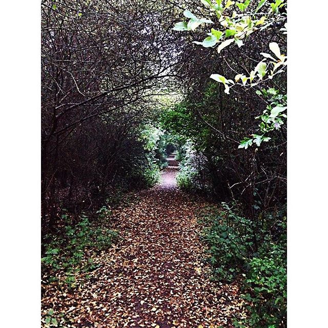 Moseley bog, Pinterest