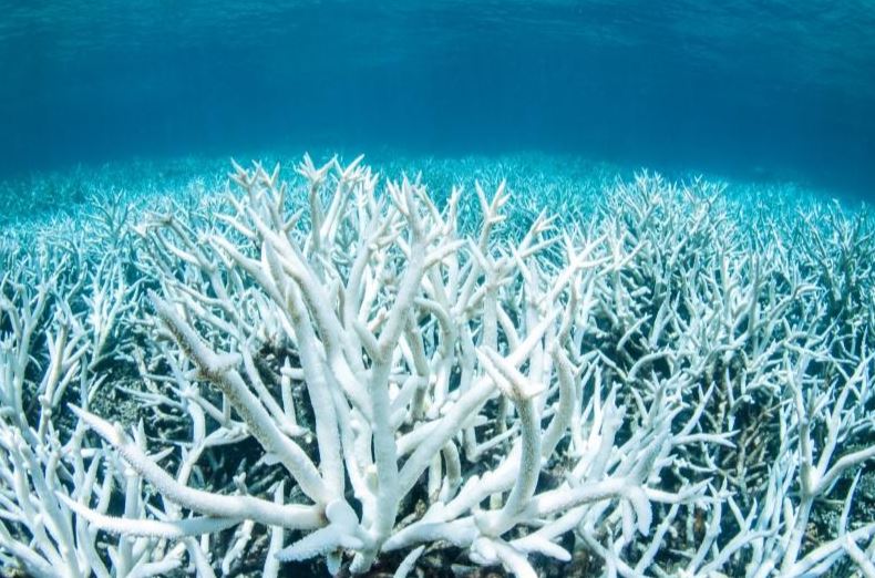 Veliki koraljni greben / Reuters