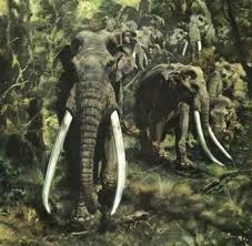 Rapski šumski slon ovako je izgledao / Foto http://carnivoraforum.com