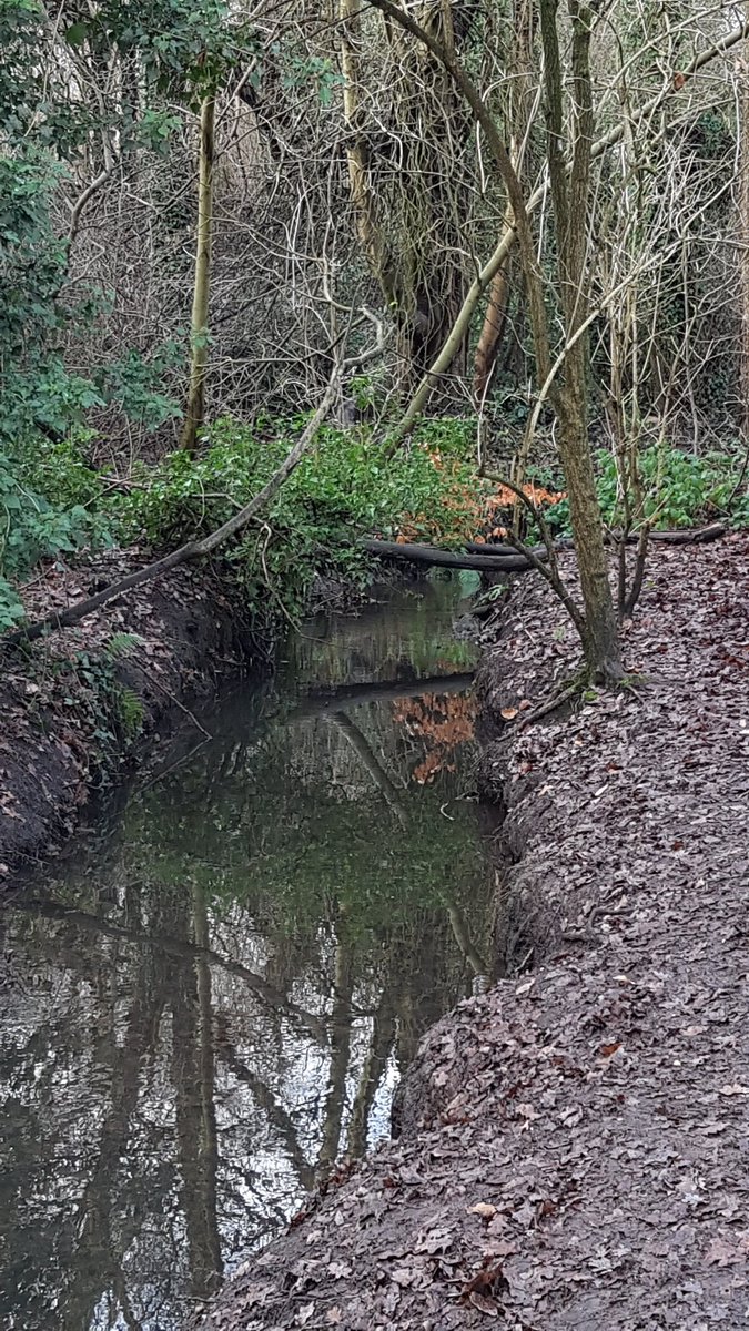 Moseley bog, Twitter