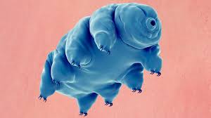 Youtube/Dugoživac (Water Bear)