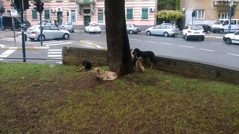 Foto Društvo za zaštitu životinja Rijeka