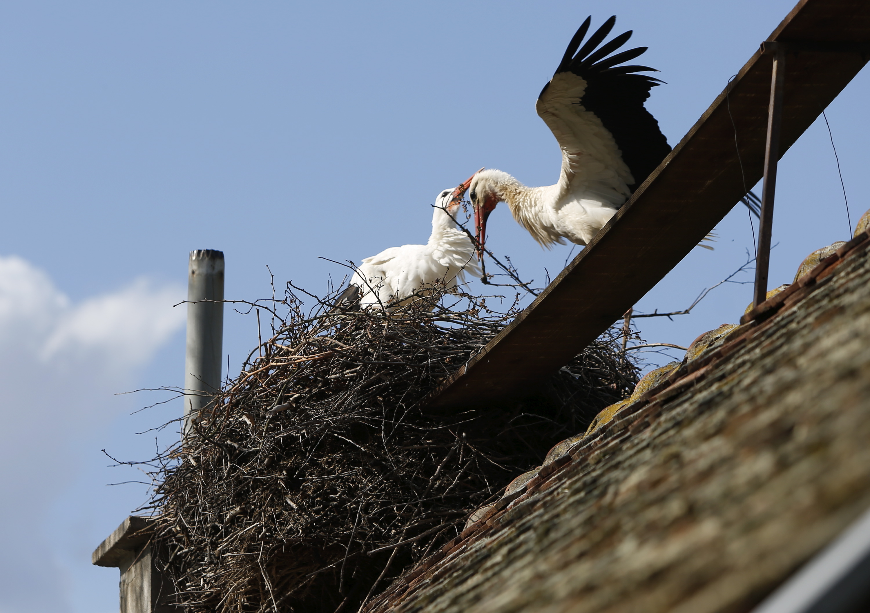 Foto: Danijel Soldo / CROPIX