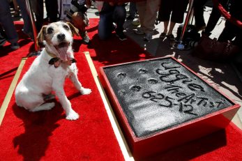 Jack Russell Uggie / Reuters