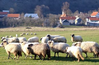 Stočarstvo tek u tragovima / Foto Arhiva NL