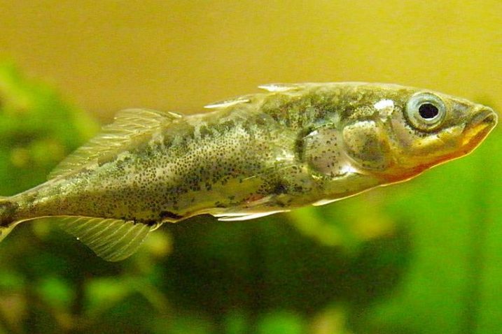 FOTO/Stickleback fish, Flickr