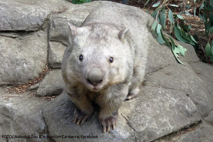 FOTO/National Zoo & Aquarium Canberra, Facebook