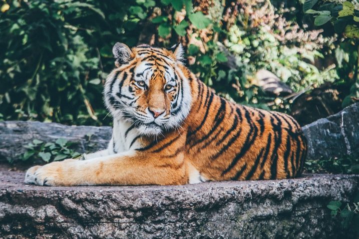 Foto/Pixabay - Tigar
